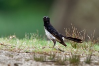 Pavik cernobily - Rhipidura leucophrys - Willie-wagtail o7553